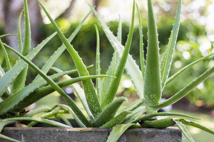 How often do u water aloe vera plants