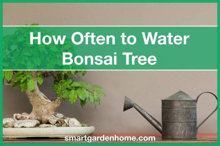 How often do i water a bonsai plant