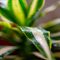 How Often Do You Water a Dracaena Plant?