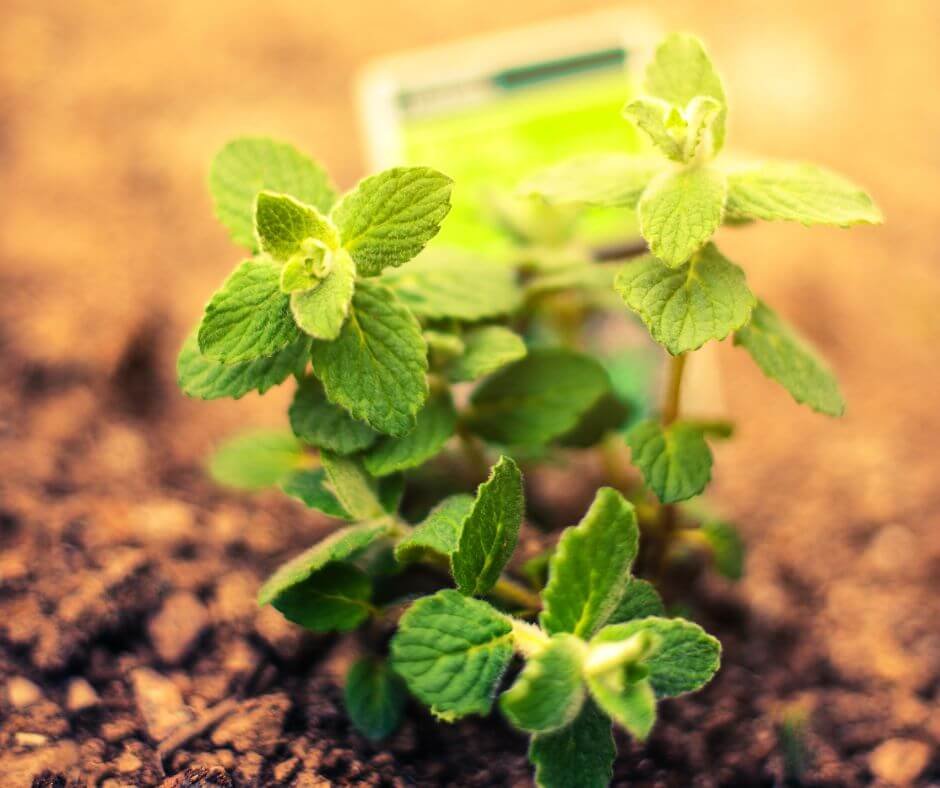 How often do i water my mint plant