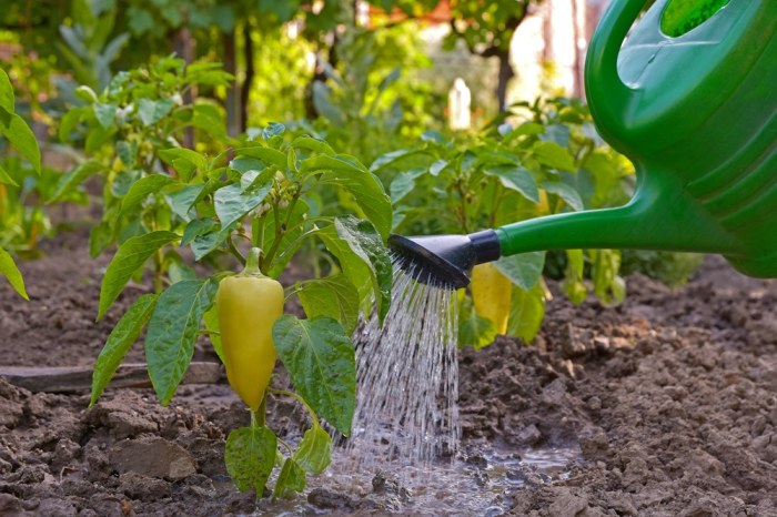 How often do i water my pepper plants