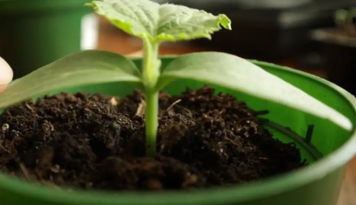 Often vegetable sprouted seedlings newly should water