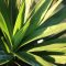 How Often Do You Water a Yucca Plant?