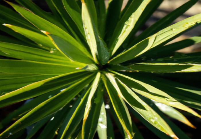 Yucca plant guide plants growing grow ideas