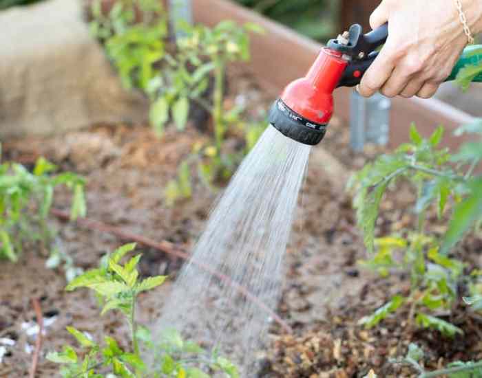 How often do you water a cabbage plant