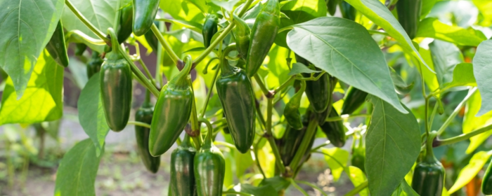 How often do i water my jalapeno plant