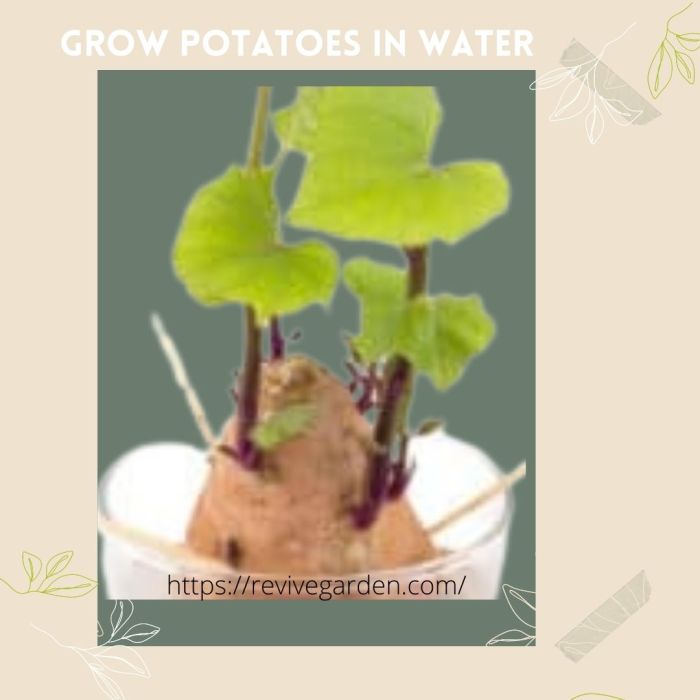 How often do you water potatoes after planting