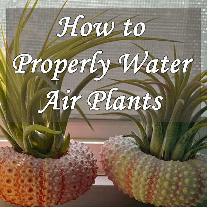 How often do i water air plants