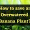 How Often Do I Water a Banana Plant?