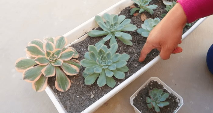 How much water to give succulent plants