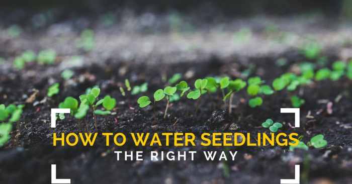 How often do you water planted seeds