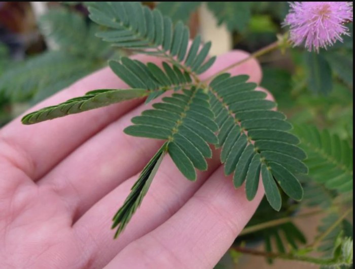 How often do you water a sensitive plant