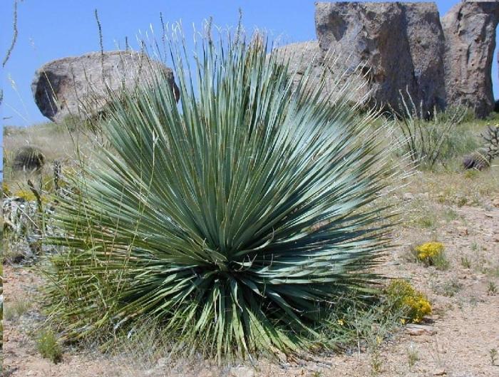 How much water yucca plant