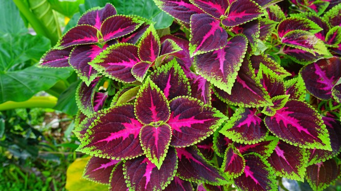 How often do you water coleus plants