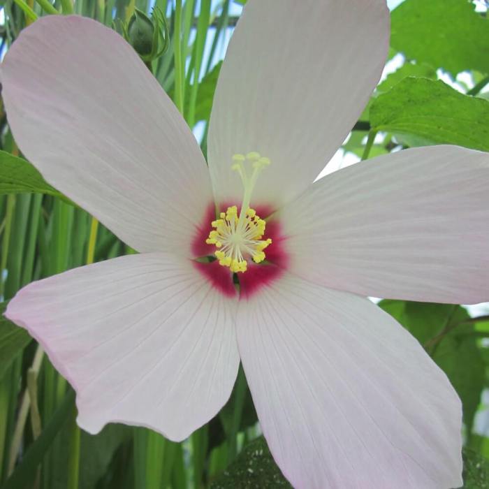 How often do i water my hibiscus plant