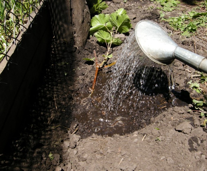 How often do you water grape plants