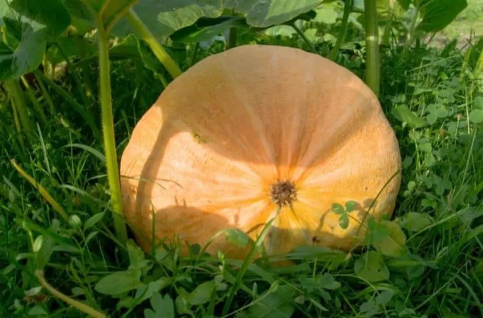 How often do i water my pumpkin plant