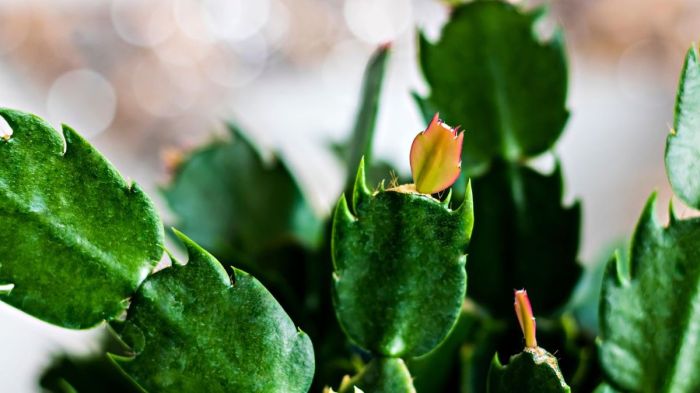 How often do you water christmas cactus plants