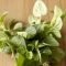 How Often Do You Water Oregano Plants?