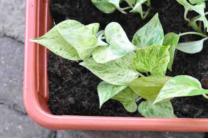 How often do i water my pothos plant