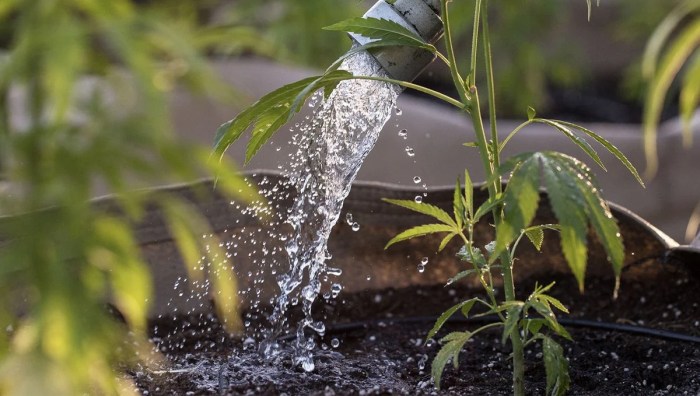 How much water to give cannabis plants