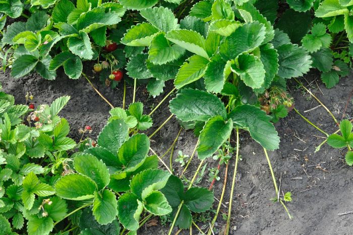 How much water strawberry plants need