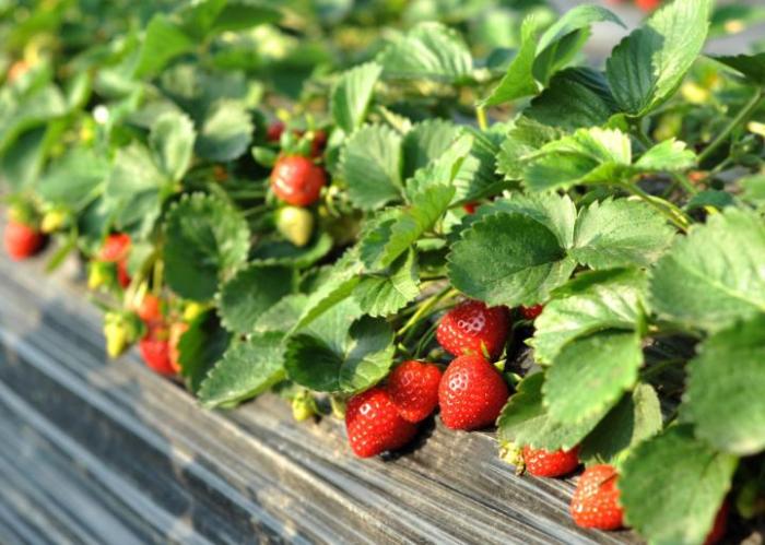 How much water strawberry plants need