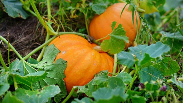 How often do i water my pumpkin plant