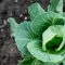 How Often Do You Water a Cabbage Plant?