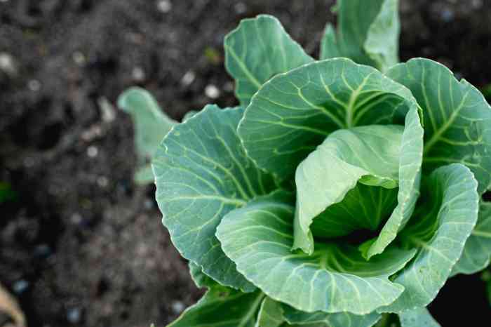 How often do you water a cabbage plant