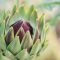 How Often Do You Water Artichoke Plants?