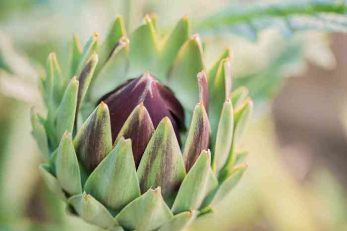 How often do you water artichoke plants