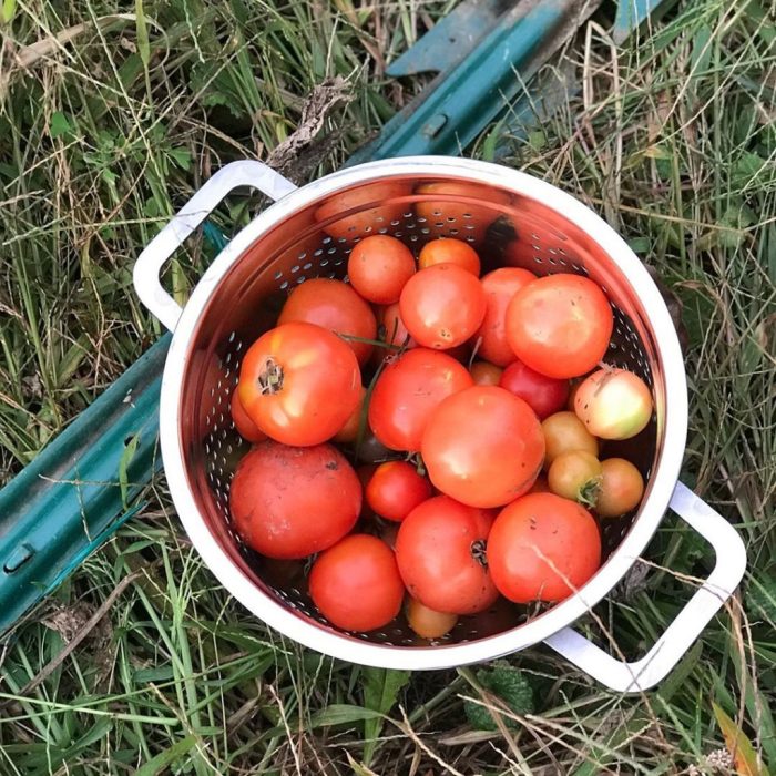 How much water tomato plant in pot