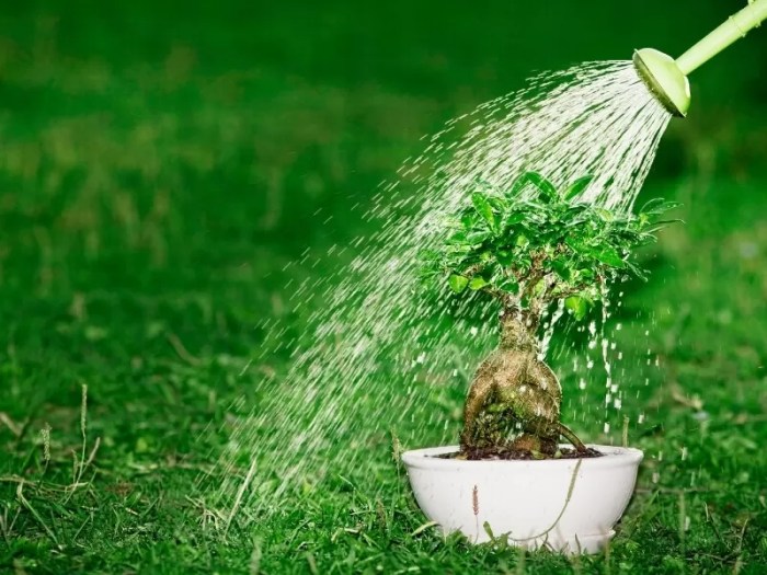 How often do you water bonsai plants