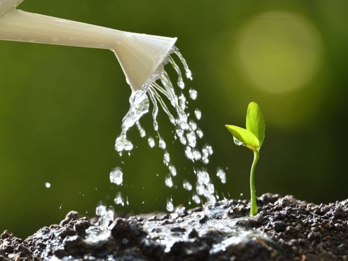 Seeds watering water planting garden keep after planted