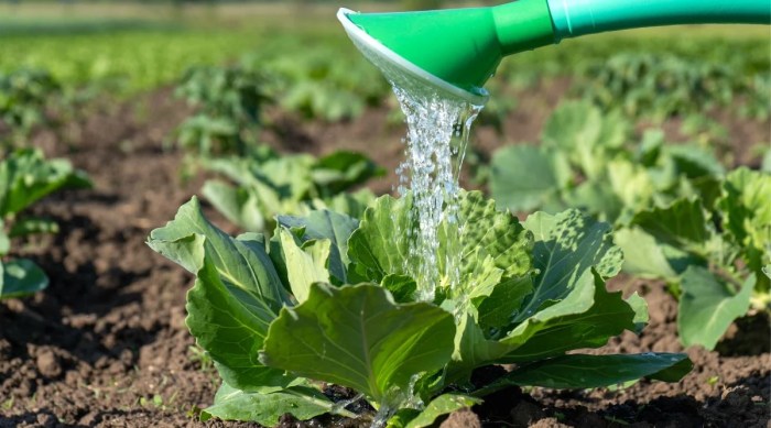 Watering cabbage