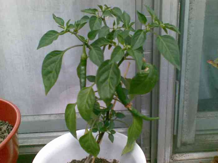 Chili fertilizer chilli