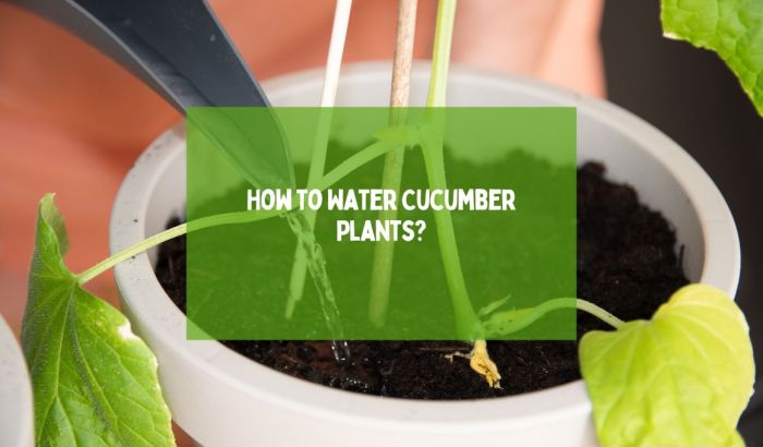 How often do you water a cucumber plant