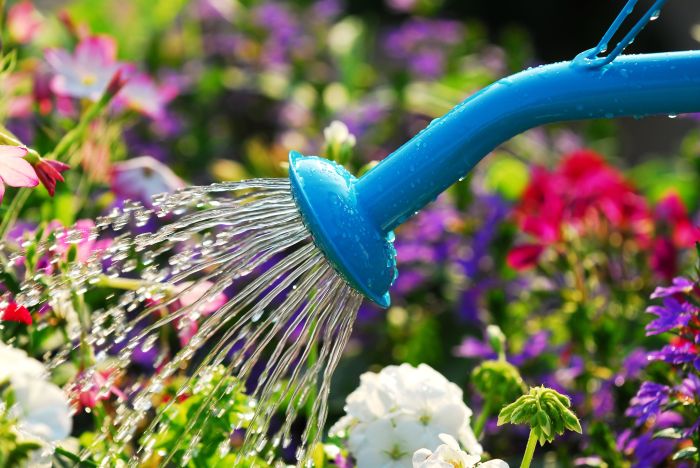 How much water to use when watering plants