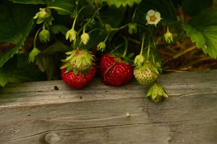 How often do i water a strawberry plant