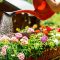 How Much Water to Flush Plants Effectively