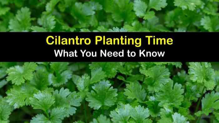 How often do i water cilantro plant