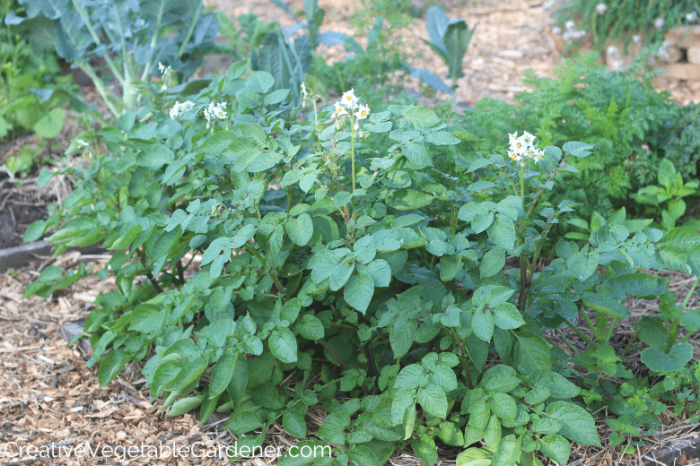 How often do you water potatoes after planting