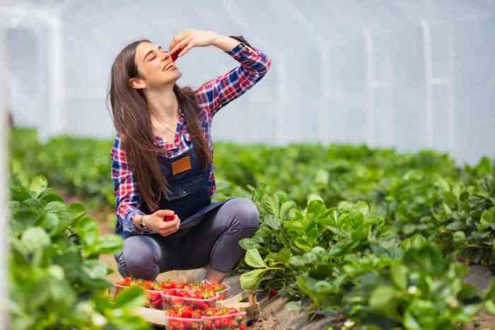 How often do u water strawberry plants