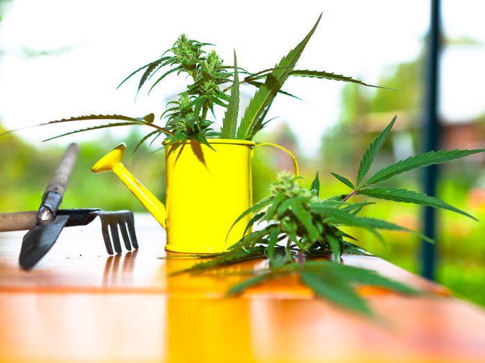 Cannabis plants often arroser piante spesso mie dovrei innaffiare quanto