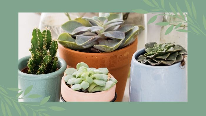 How much water to give succulent plants