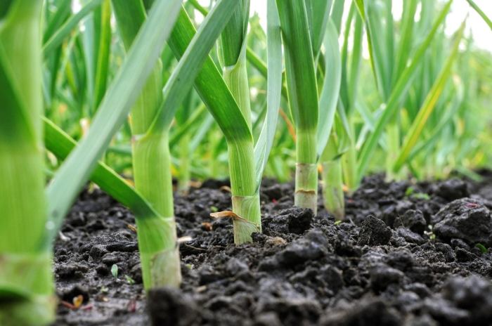 How often do i water garlic plants